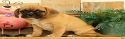 Puggle dogs for sale: Phoenix - Ad 5