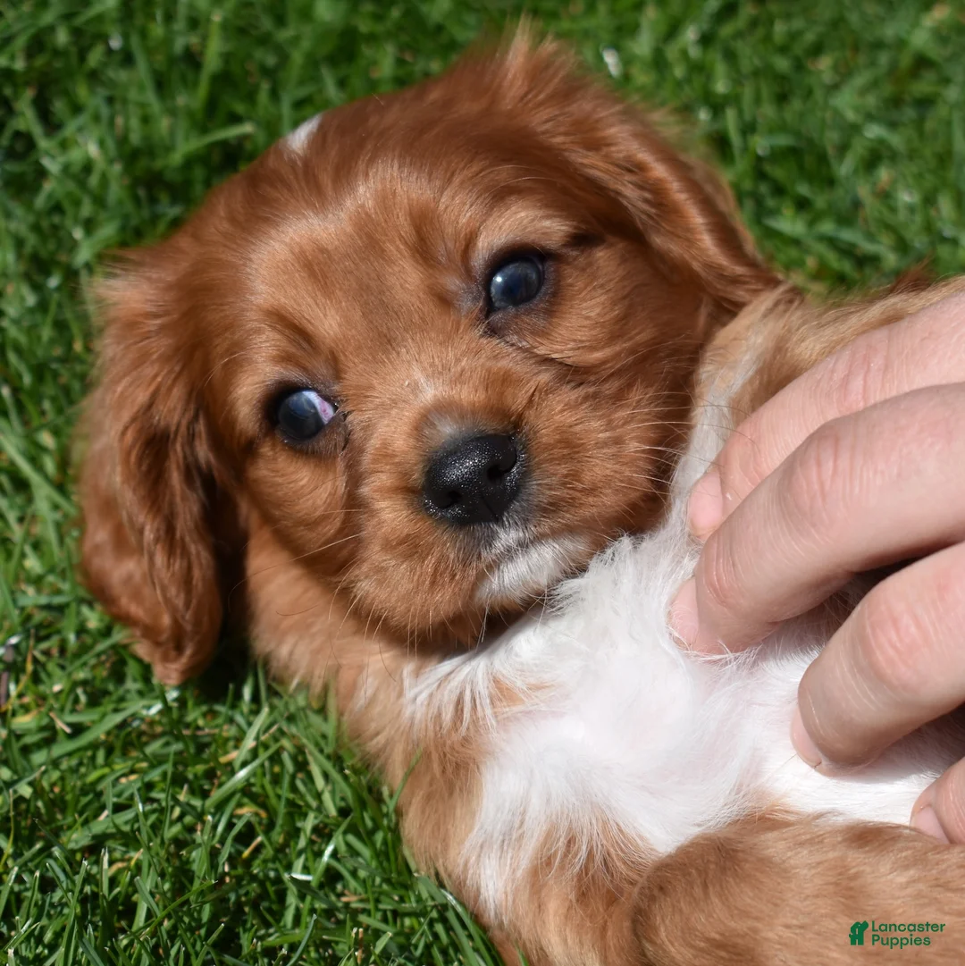 Cavalier King Charles Spaniel dogs for sale: Rookie  - Ad 2