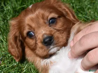 Cavalier King Charles Spaniel dogs for sale: Rookie - Ad 1