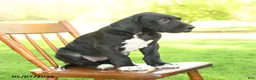 Great Dane dogs for sale: Stella - Ad 2