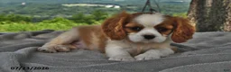 Cavalier King Charles Spaniel dogs for sale: Max - Ad 3