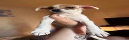 Jack Chi dogs for sale: Baker - Ad 5