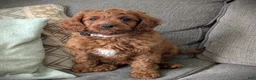 Cavapoo dogs for sale: Toby - Ad 5