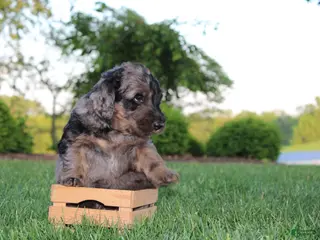 Mini Goldendoodle dogs for sale: Tye - Ad 4
