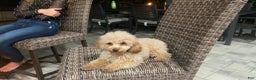Toy Poodle dogs for sale: Peanut - Ad 9