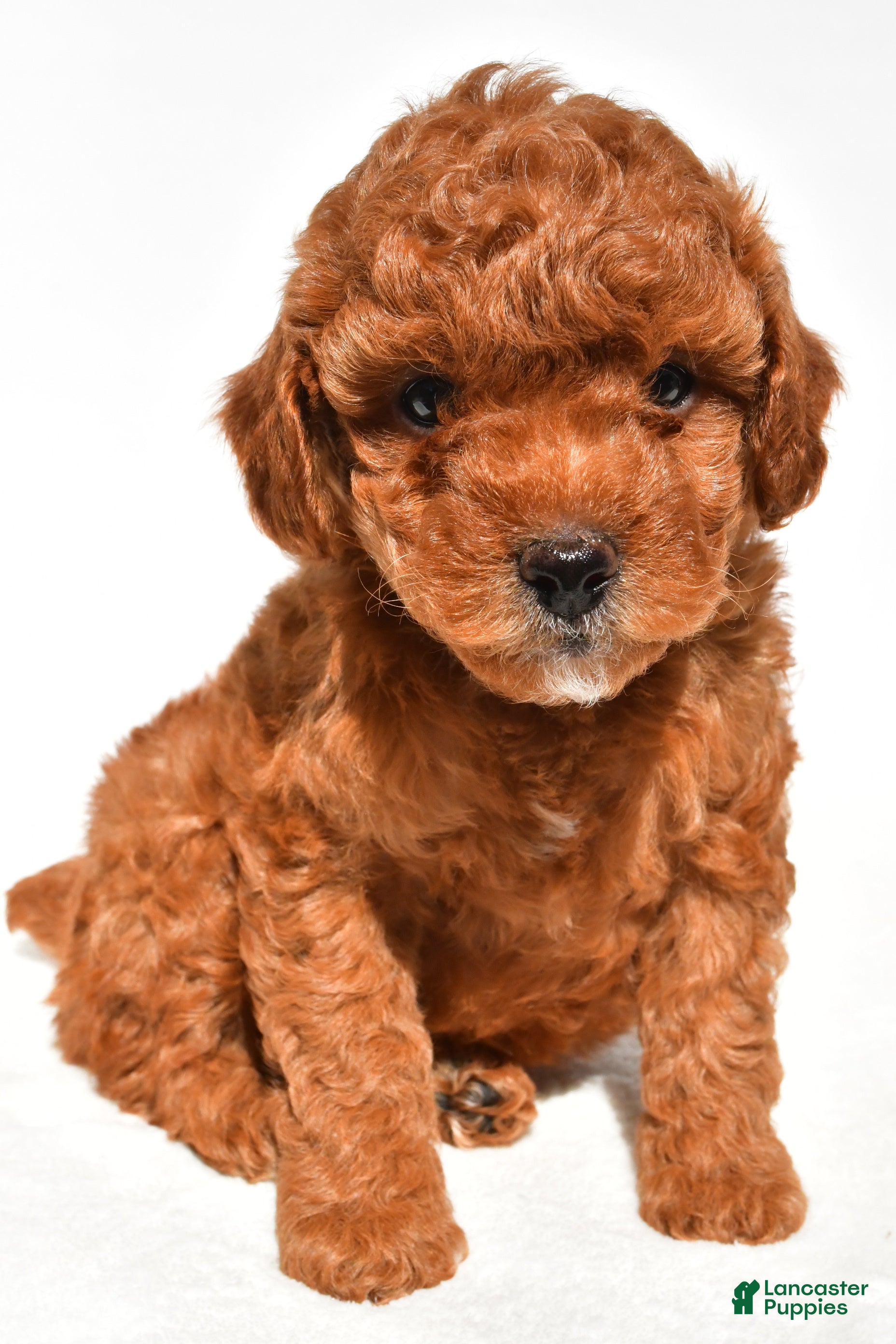 Miniature Poodle dogs Buddy - Ad 1