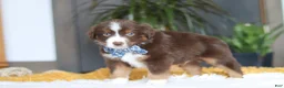Australian Shepherd dogs for sale: Roma - Ad 5