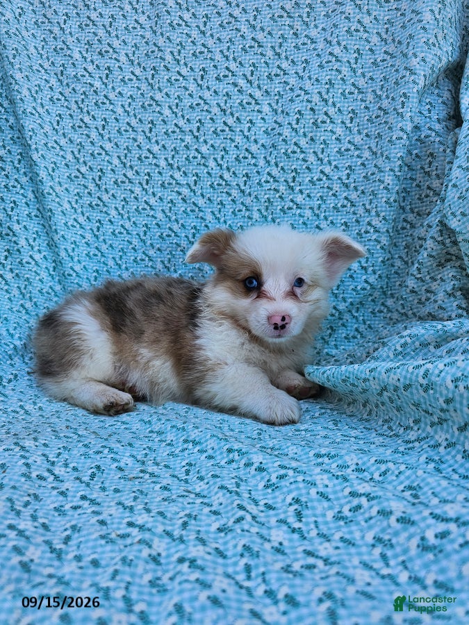 Welsh Corgi Pembroke dogs Sally - Ad 1