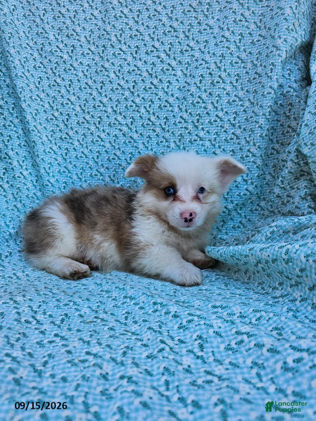 Welsh Corgi Pembroke dogs for sale: Sally - Ad 1