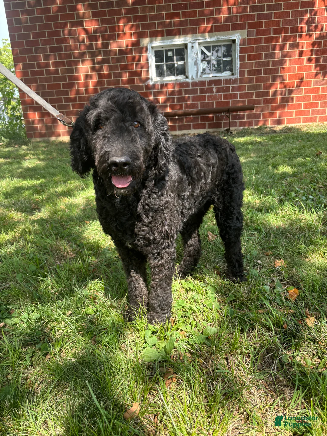 Gallery Image {{count}}