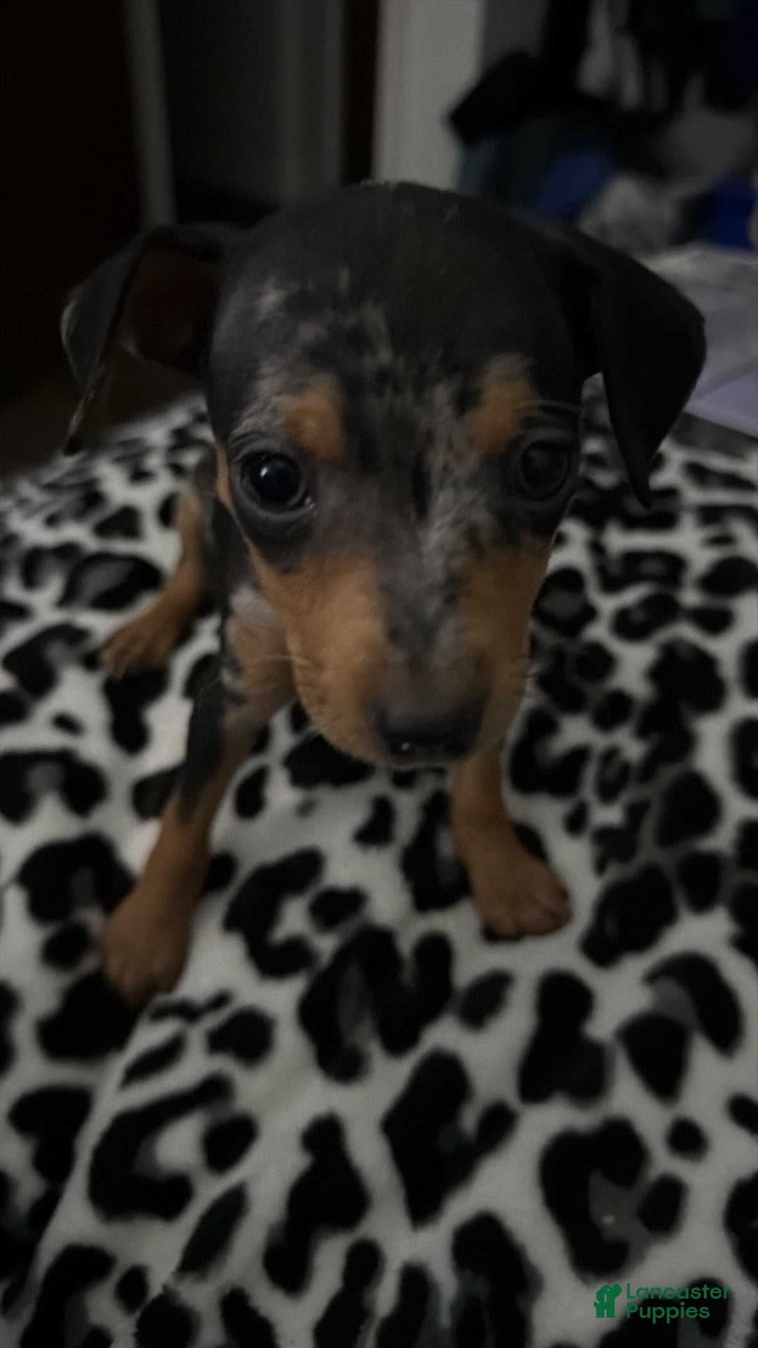 Miniature Pinscher dogs Miniature Pinscher Puppy 3 - Ad 27
