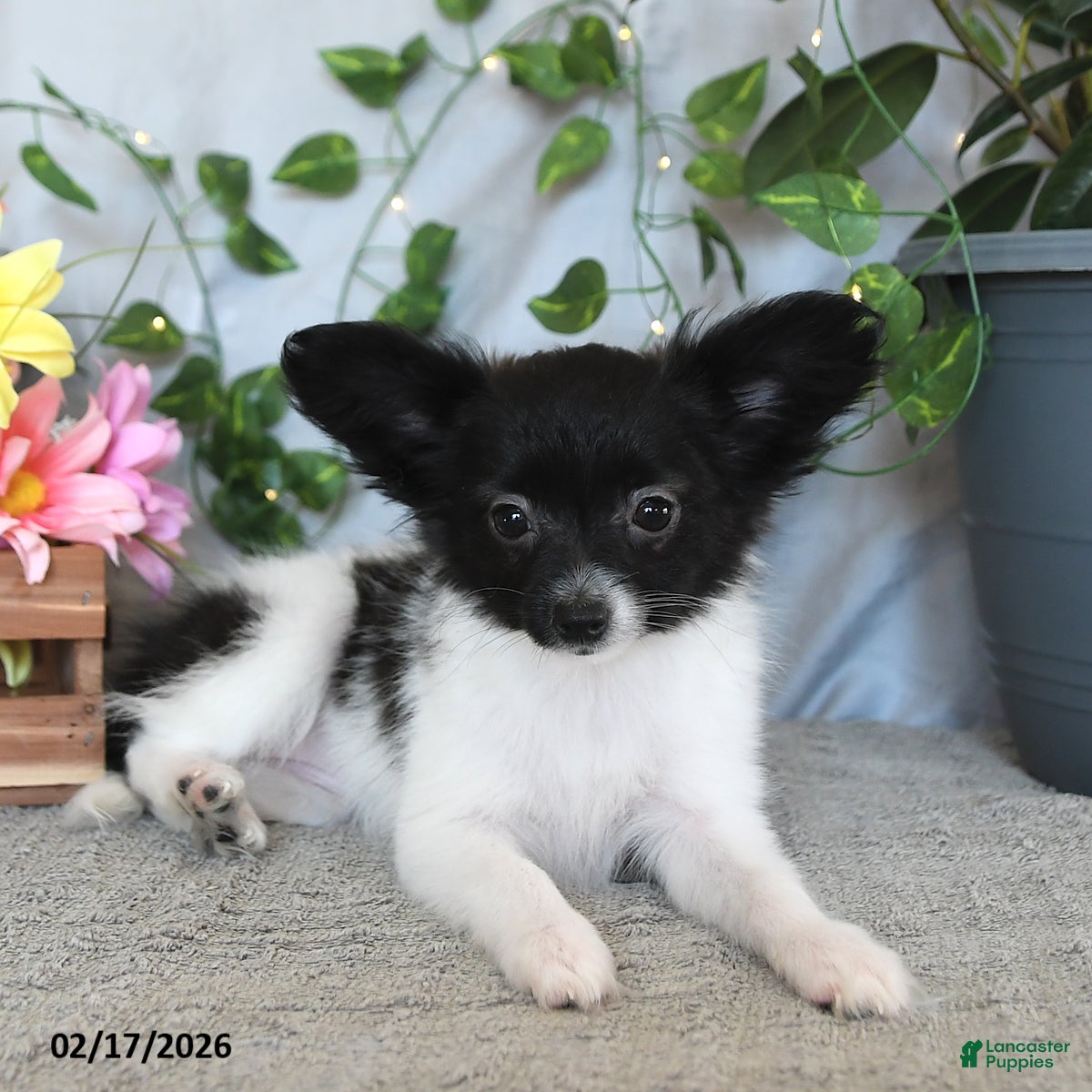 Papillon dogs Cuddles - Ad 2