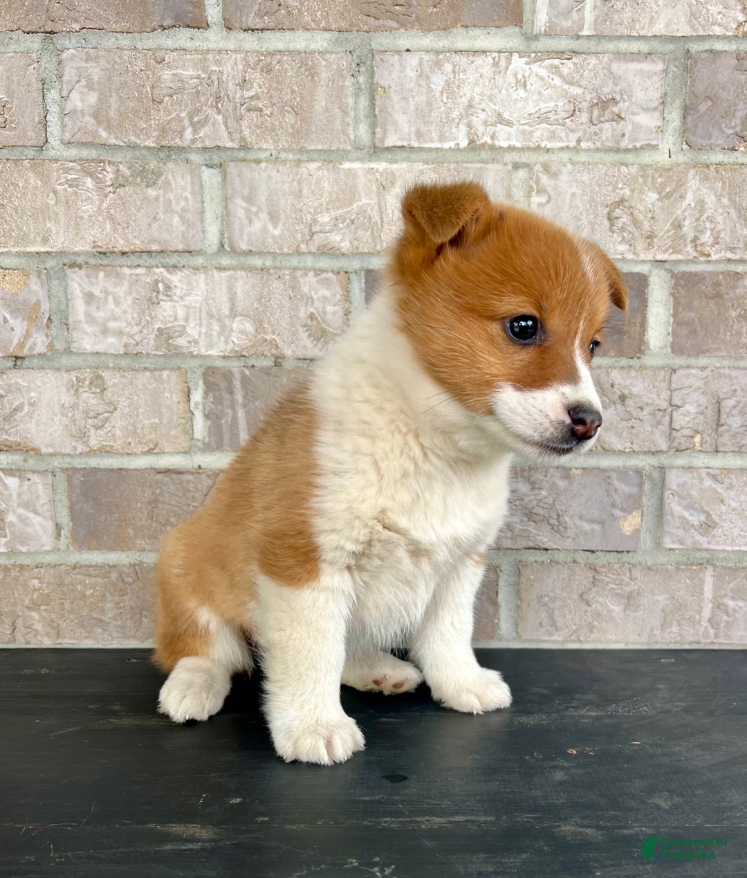 Welsh Corgi Pembroke dogs for sale: Grace - Ad 3