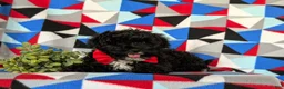 Mixed Breed dogs for sale: Murray - Ad 5