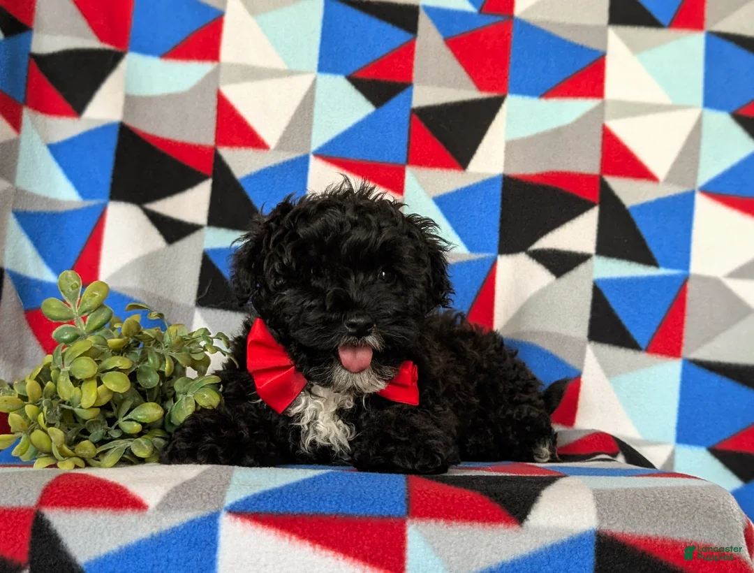 Mixed Breed dogs for sale: Murray - Ad 5