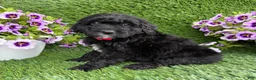 Mini Goldendoodle dogs for sale: Abby - Ad 4