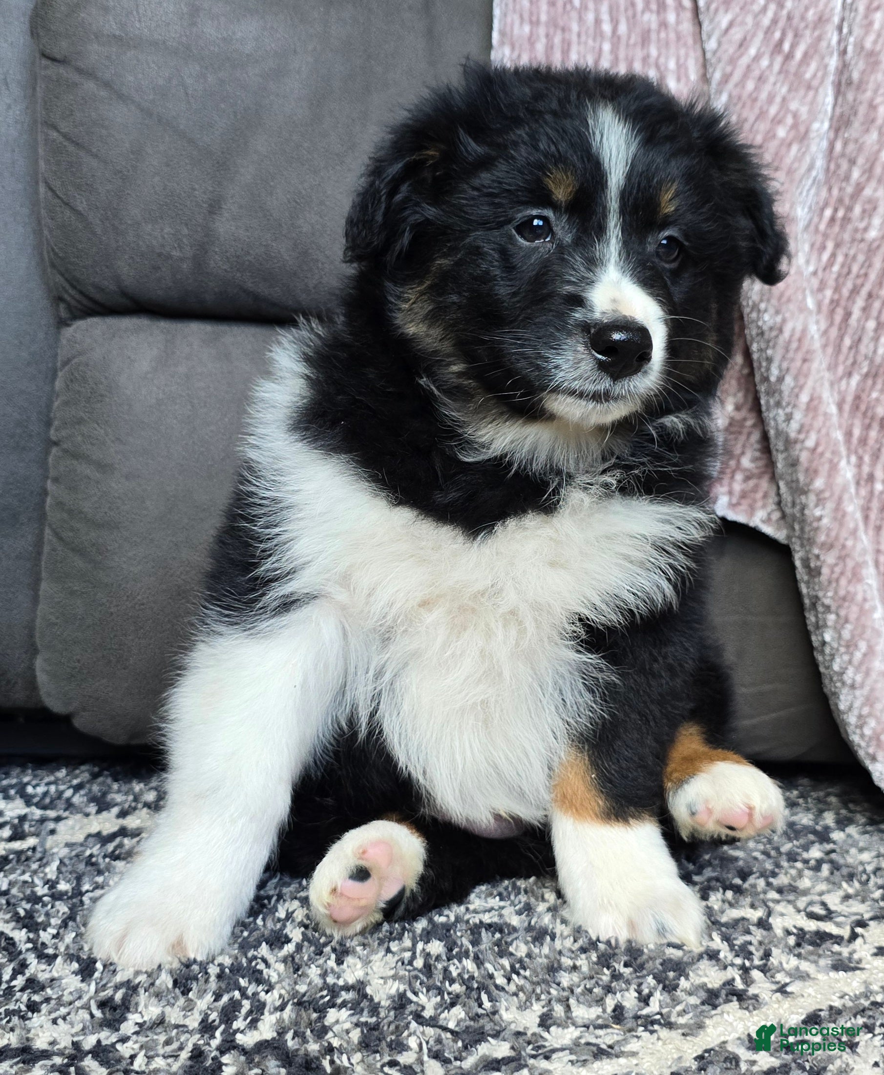 Australian Shepherd dogs Wally - Ad 2
