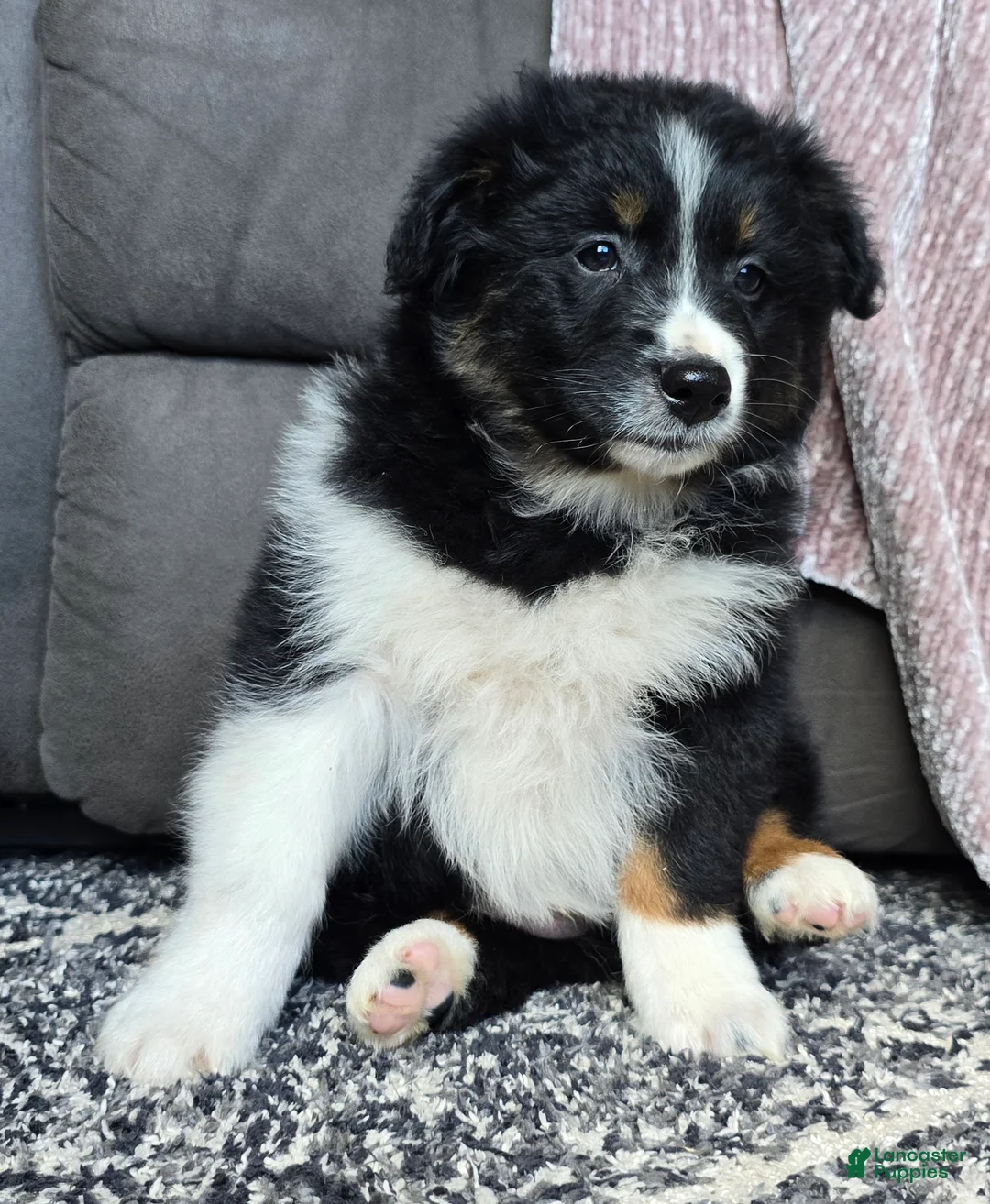 Australian Shepherd dogs for sale: Wally - Ad 2