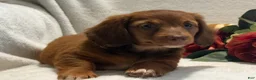 Miniature Dachshund dogs for sale: Paisley  - Ad 6