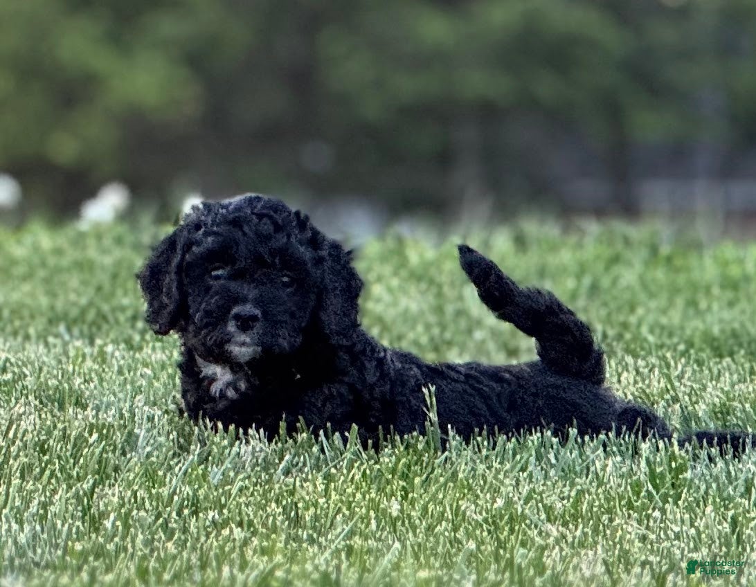 Mini Bernedoodle dogs Courtney - Ad 1