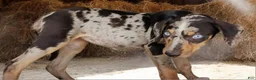 Catahoula Leopard Dog dogs for sale: Jesse 2026 F1 - Ad 5