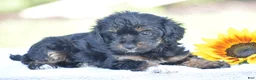 Yorkiepoo dogs for sale: Anya - Ad 4