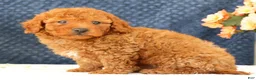 Cavapoo dogs for sale: Alvin - Ad 6