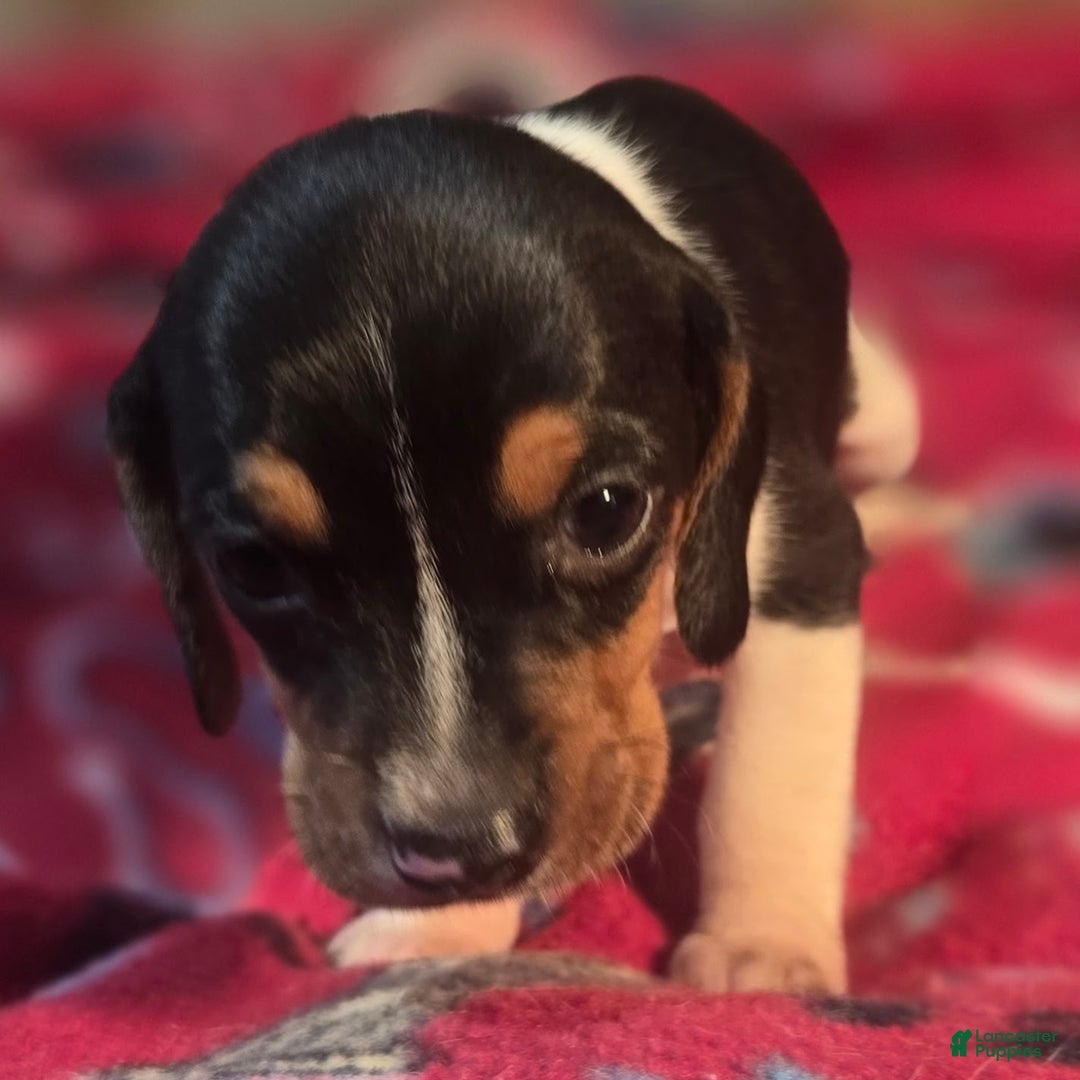 Beagle dogs for sale: Pepper Queen Elizabeth Pocket Beagle - Ad 4
