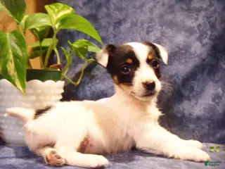 Jack Russell Terrier dogs Button - Ad 35