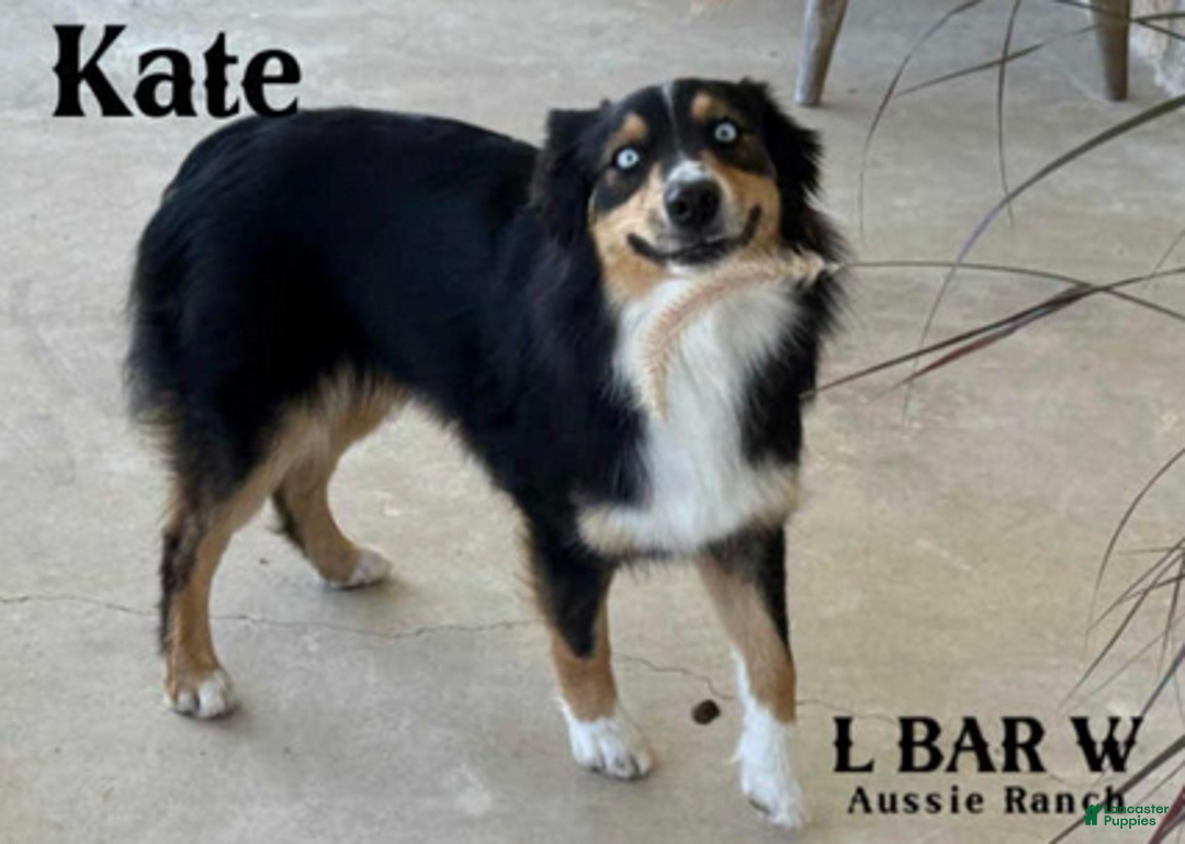 Miniature Australian Shepherd dogs for sale: Kate - Ad 3