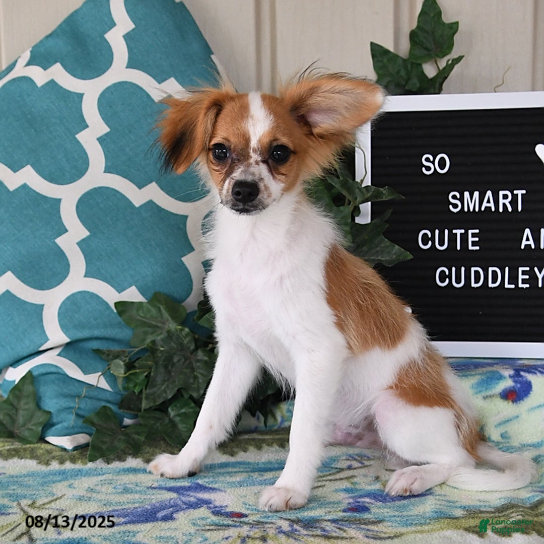 Papillon dogs for sale: Alex - Ad 15