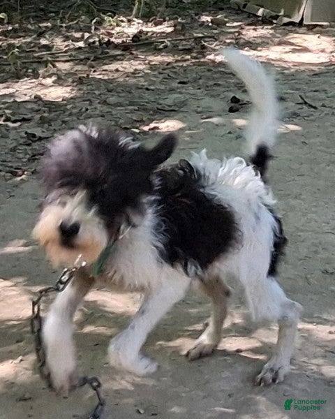 Bernedoodle dogs Jamie - Ad 7