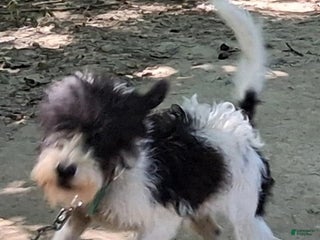 Bernedoodle dogs Jamie - Ad 20