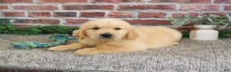 Golden Retriever dogs for sale: Georgie - Ad 17