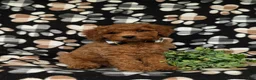 Miniature Poodle dogs for sale: Sanborn - Ad 1