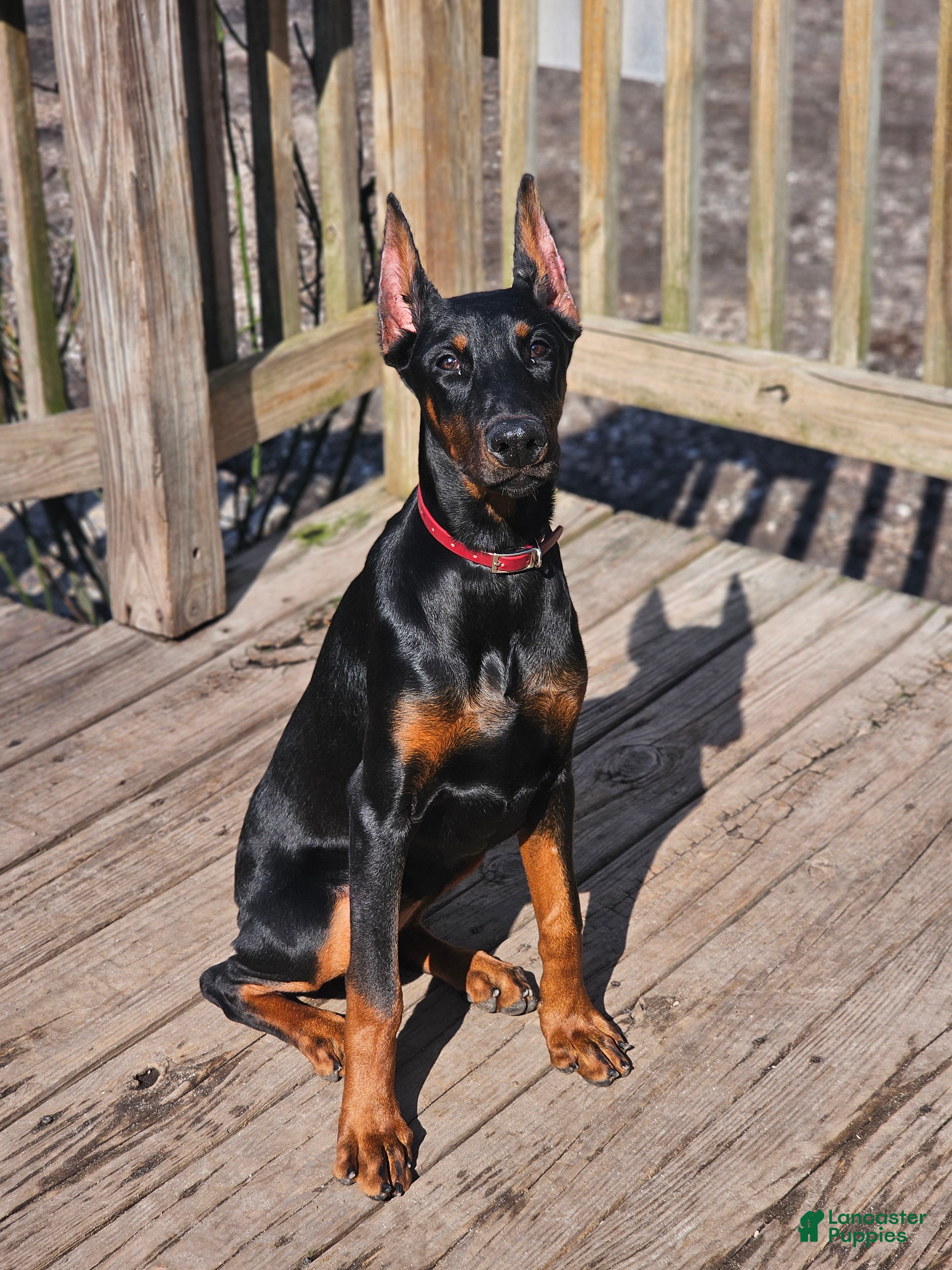 Doberman Pinscher dogs Scarlett  - Ad 1