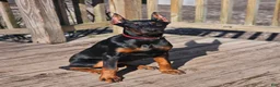 Doberman Pinscher dogs for sale: Scarlett  - Ad 1