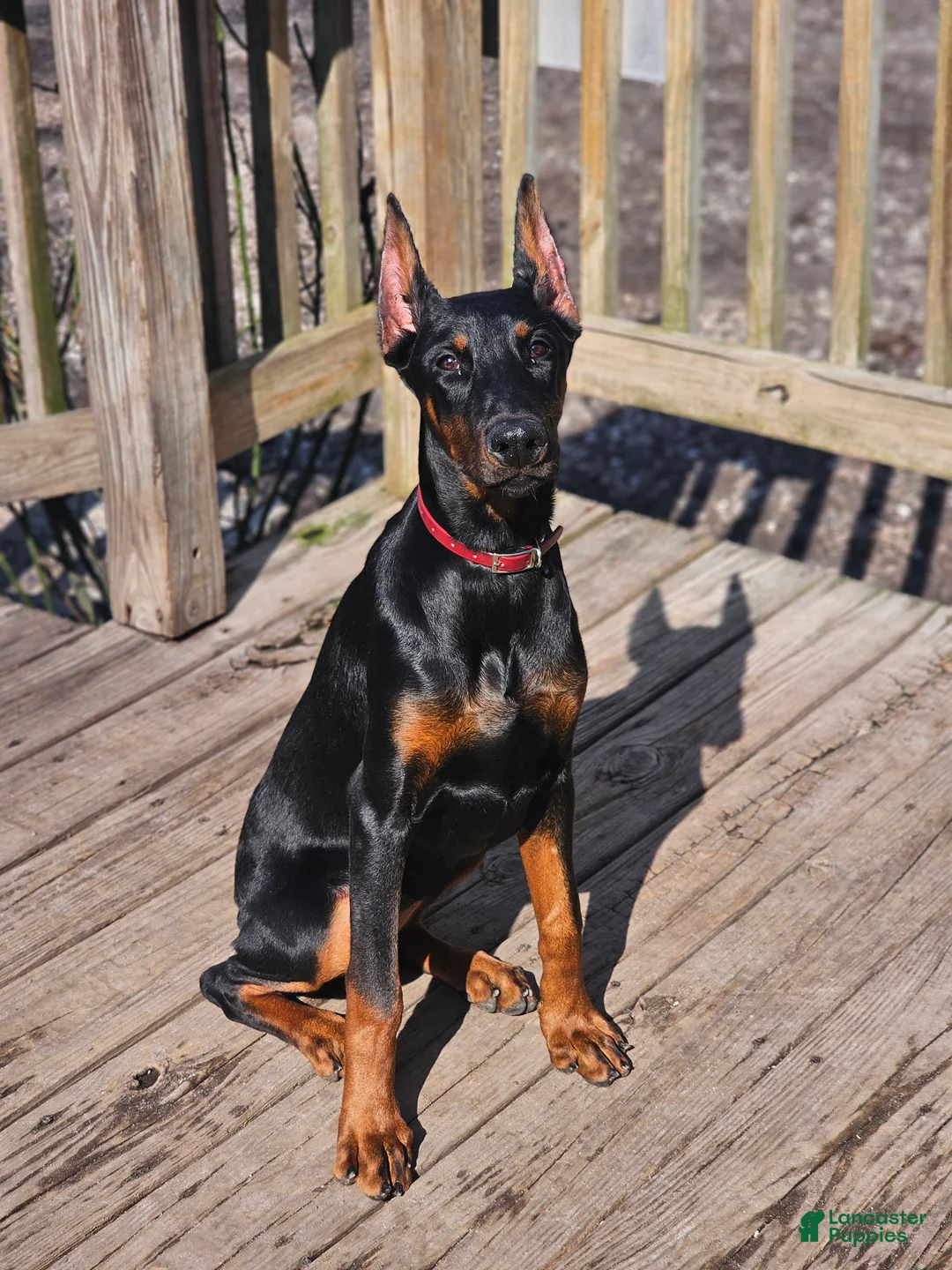 Doberman Pinscher dogs for sale: Scarlett  - Ad 1