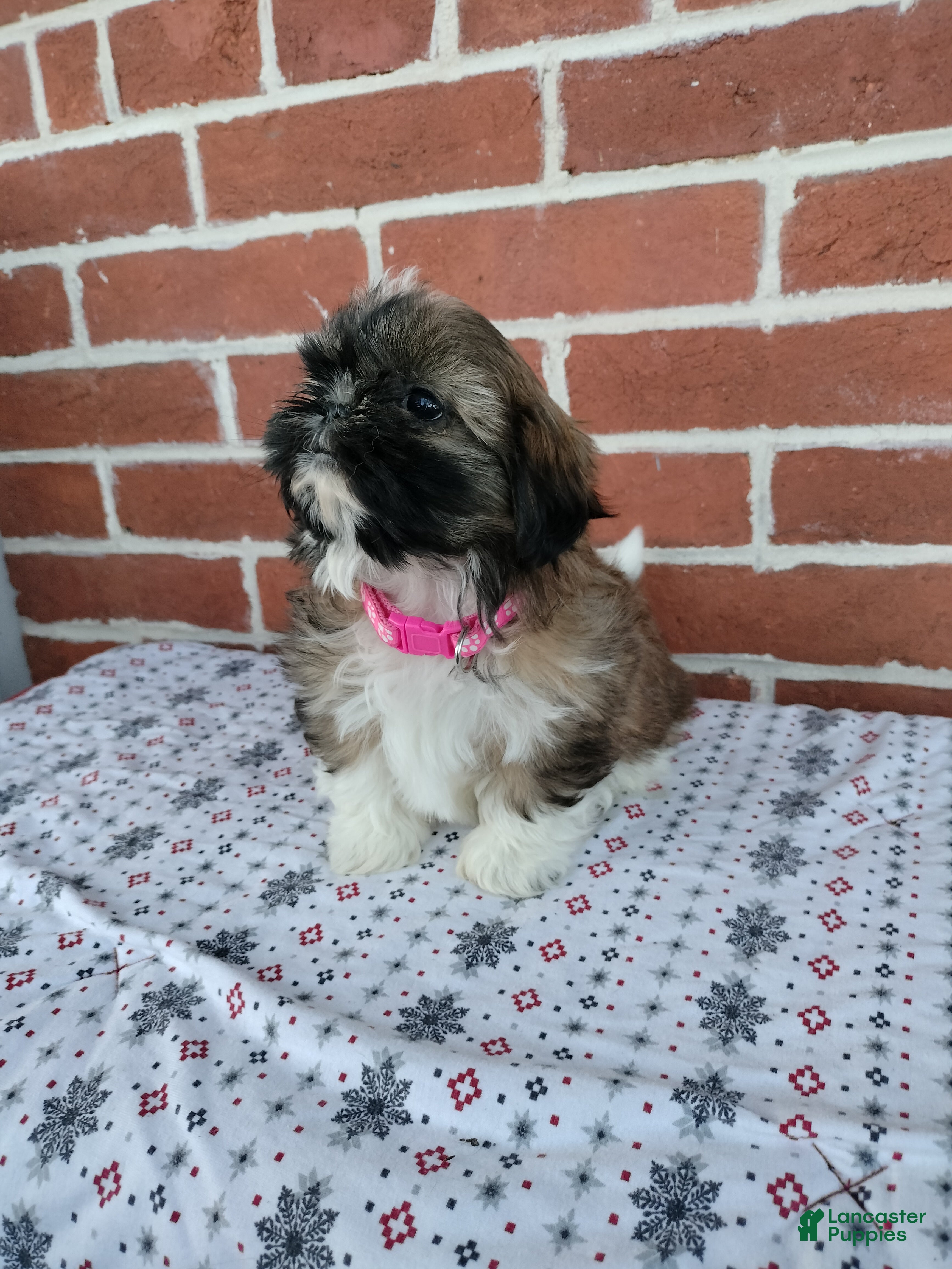 Shih Tzu dogs Dixie - Ad 2