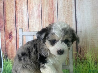 Mini Aussiedoodle dogs - Ad 17