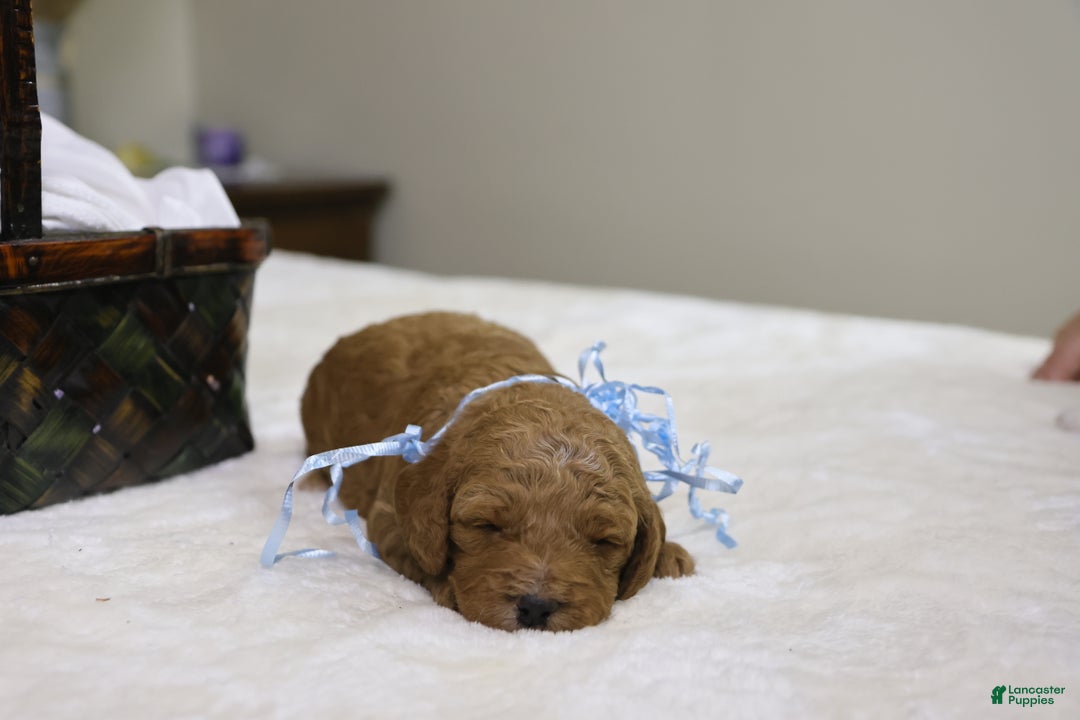 Goldendoodle dogs for sale: Sam - Ad 4