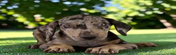 Catahoula Leopard Dog dogs for sale: Tigger 2026 Male 2 - Ad 12