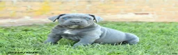 Cane Corso dogs for sale: Dakota - Ad 1