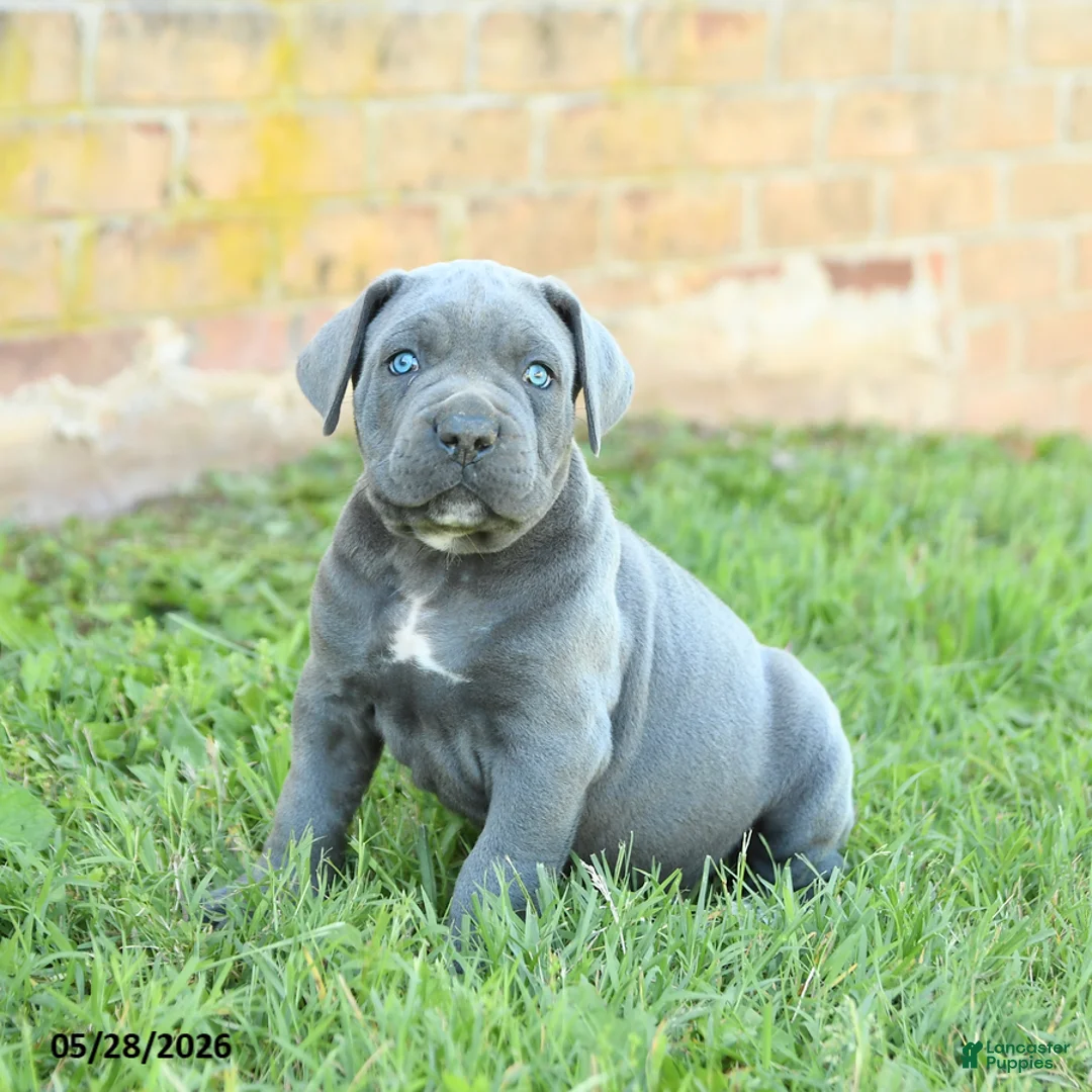 Cane Corso dogs for sale: Dakota - Ad 1