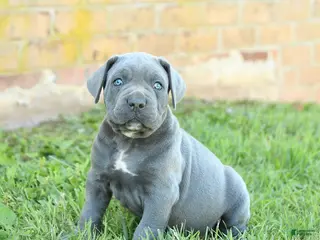 Cane Corso dogs for sale: Dakota - Ad 2