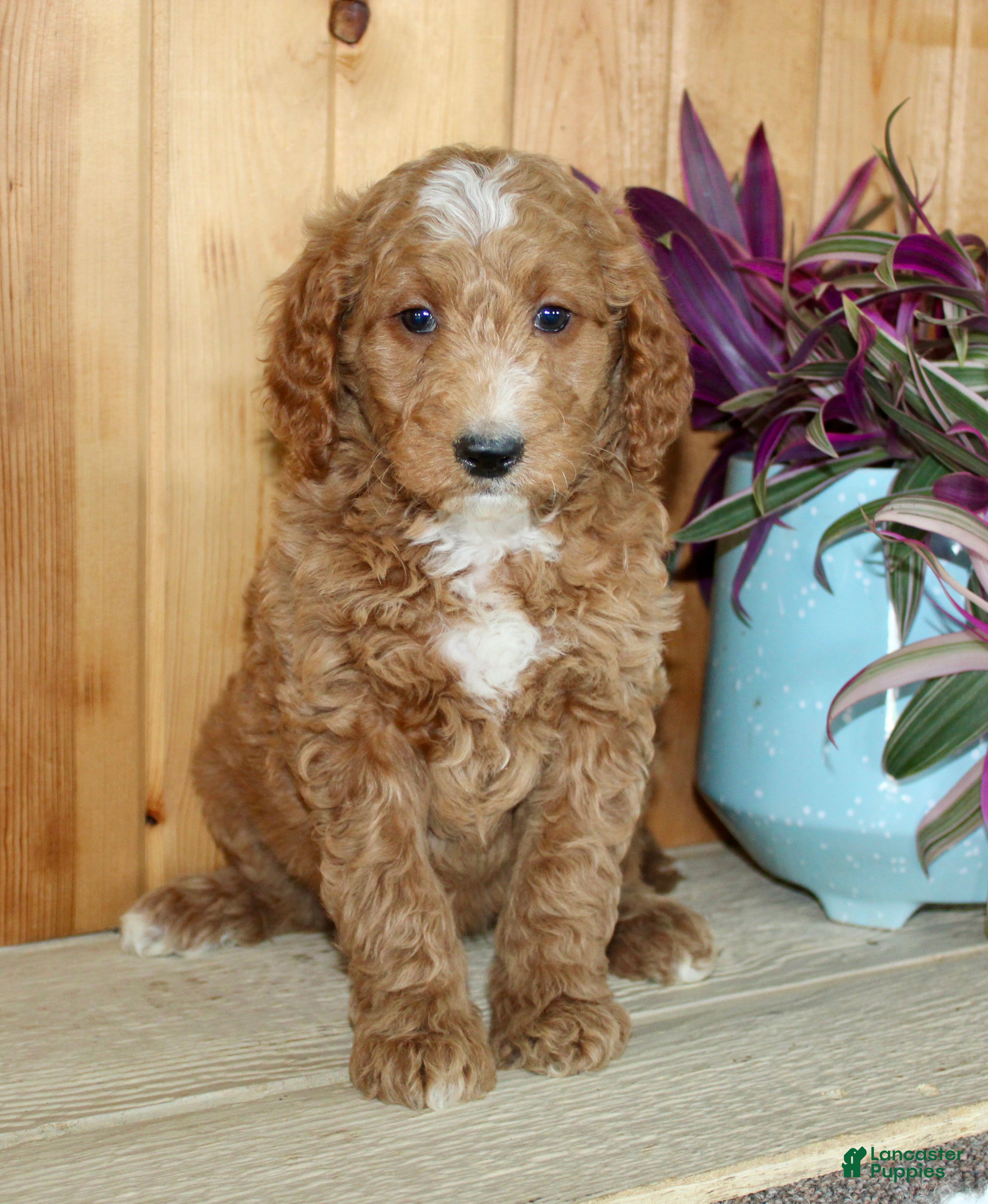 Mini Goldendoodle dogs Winnie  - Ad 1