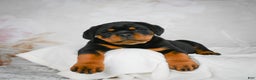 Rottweiler dogs for sale: Watson - Ad 7