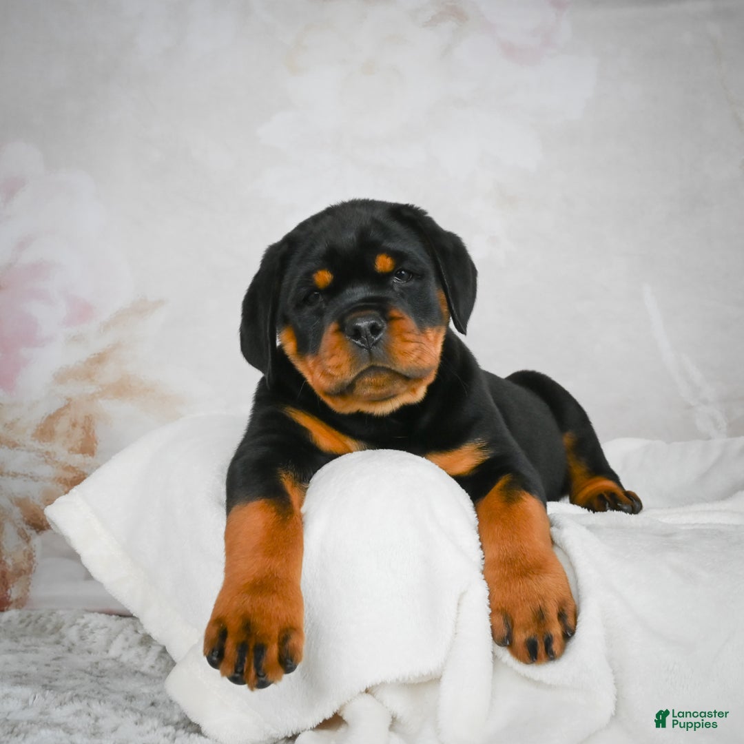 Rottweiler dogs for sale: Watson - Ad 7