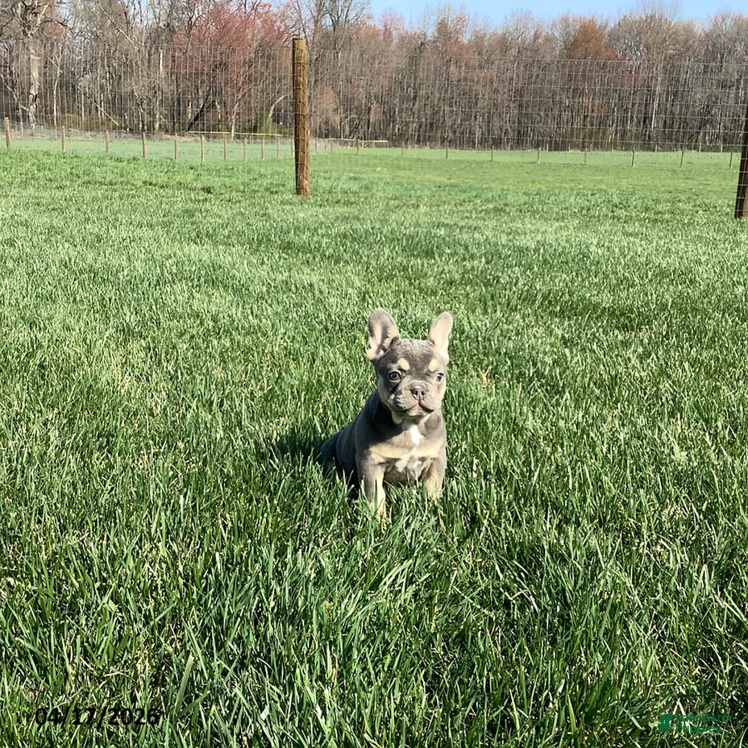 French Bulldog dogs for sale: Emma - Ad 1