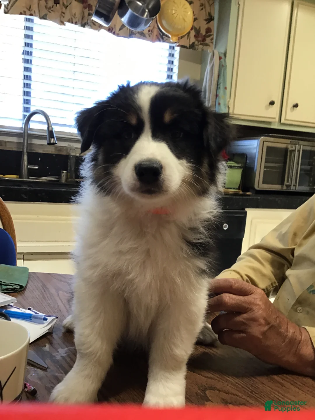 Australian Shepherd dogs for sale: Buster Australian shepherd  - Ad 4